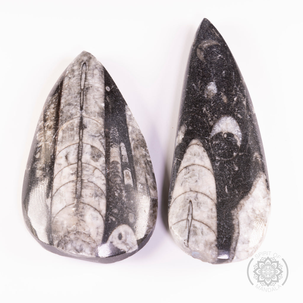 Orthoceras Fossil 50-60g  (Boxed)