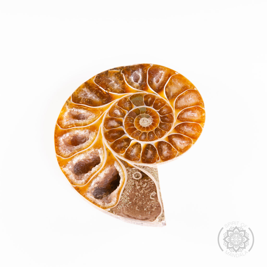 Ammonite Cleoniceras Fossil (Boxed)